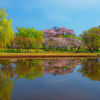 古墳桜Ⅱ
