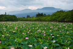 妙高山望む蓮田