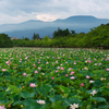 妙高山望む蓮田