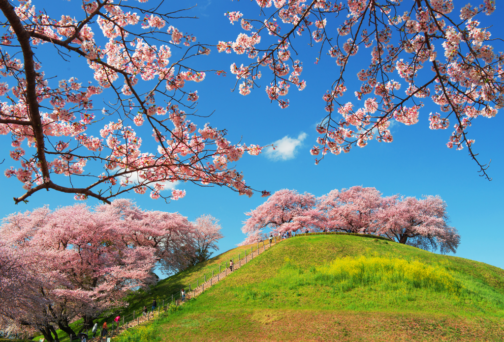 古墳桜２０２２