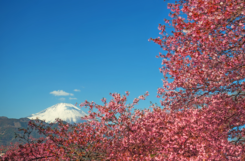 河津桜咲く富士景Ⅱ