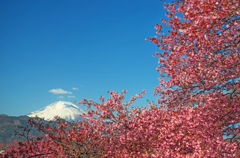 河津桜咲く富士景Ⅱ