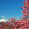河津桜咲く富士景Ⅱ