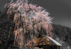 高麗神社枝垂れ桜