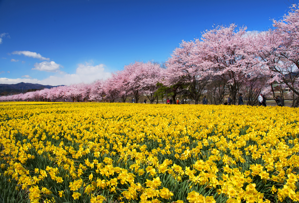 桜並木と水仙