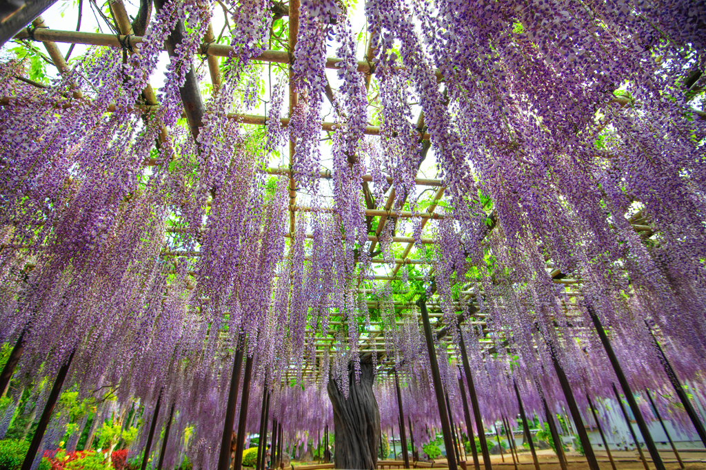 藤シャワー全景