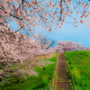 古墳桜