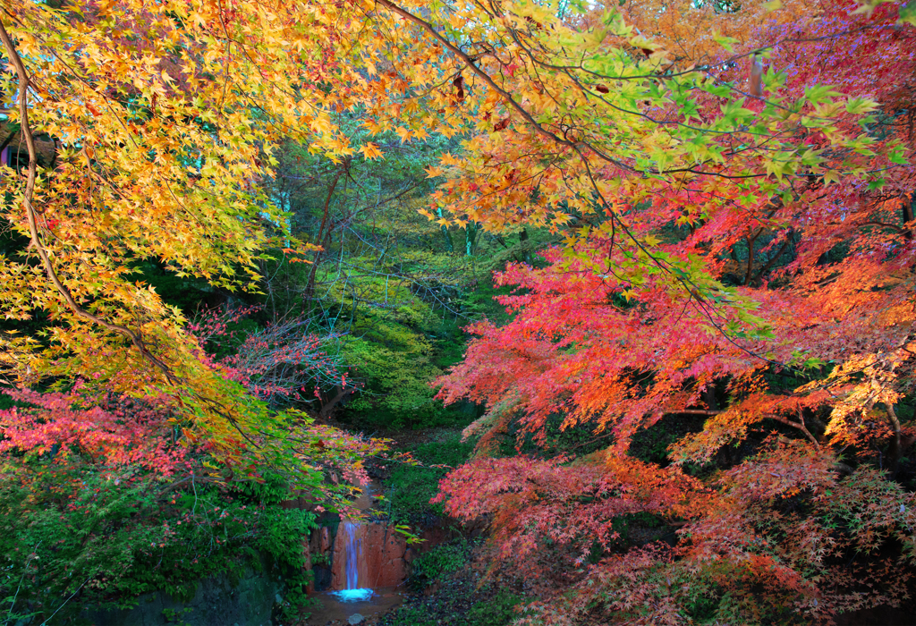 伊香保紅葉Ⅲ