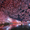 夜桜鏡Ⅱ