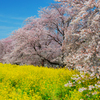 熊谷桜