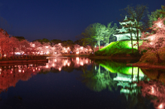 高田城夜桜