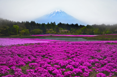 春霞富士と芝桜
