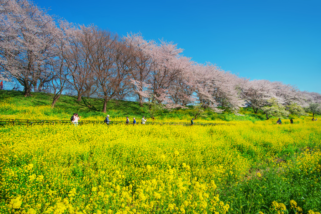 吉見桜