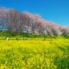 吉見桜
