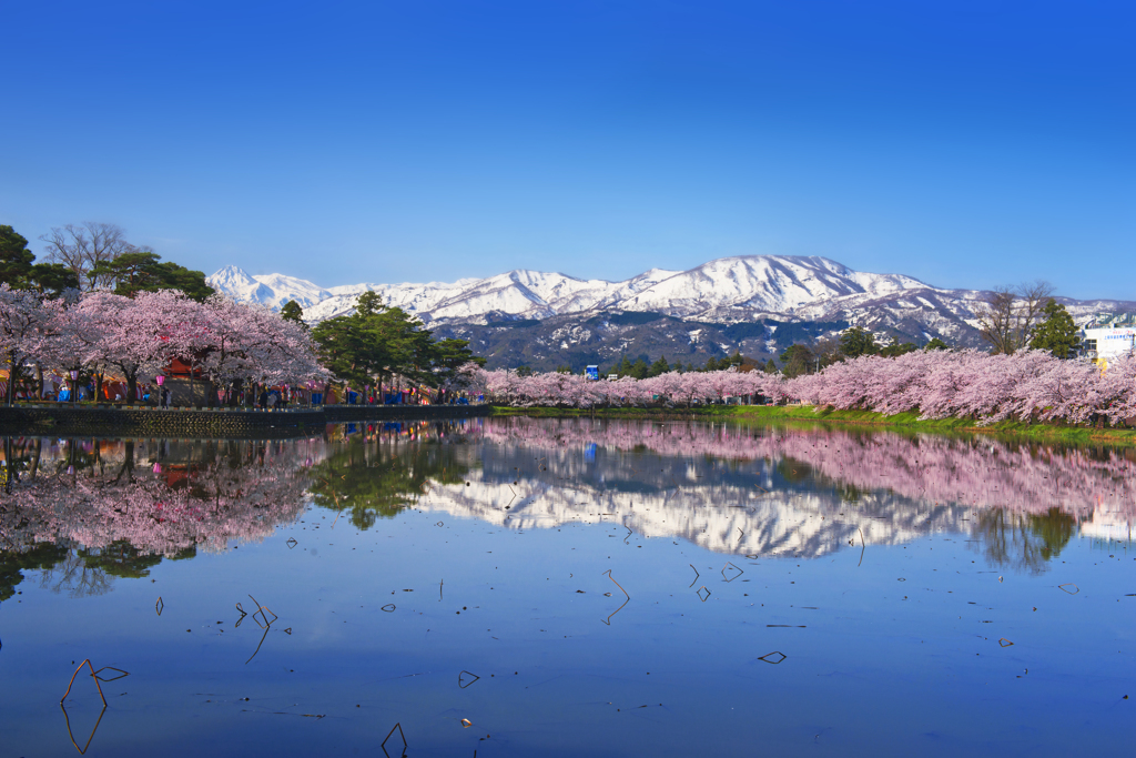 高田公園桜並木