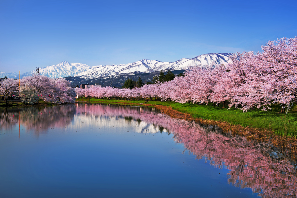 妙高連山桜並木