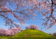 さきたま古墳桜