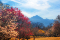 早春春景色（梅）