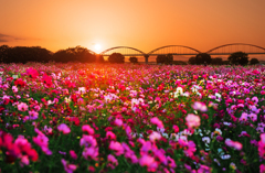 夕陽の輝く秋桜