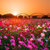 夕陽に輝く秋桜