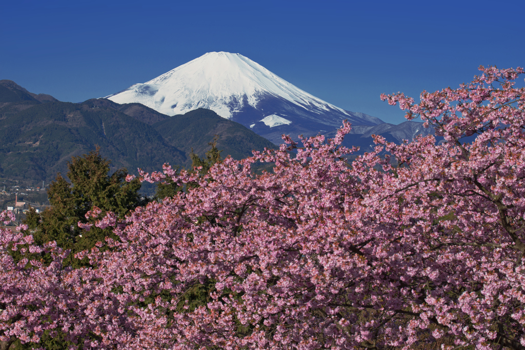 春彩河津桜と富士