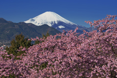 春彩河津桜と富士