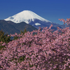 春彩河津桜と富士