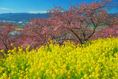 河津桜と菜の花と