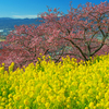 河津桜と菜の花と
