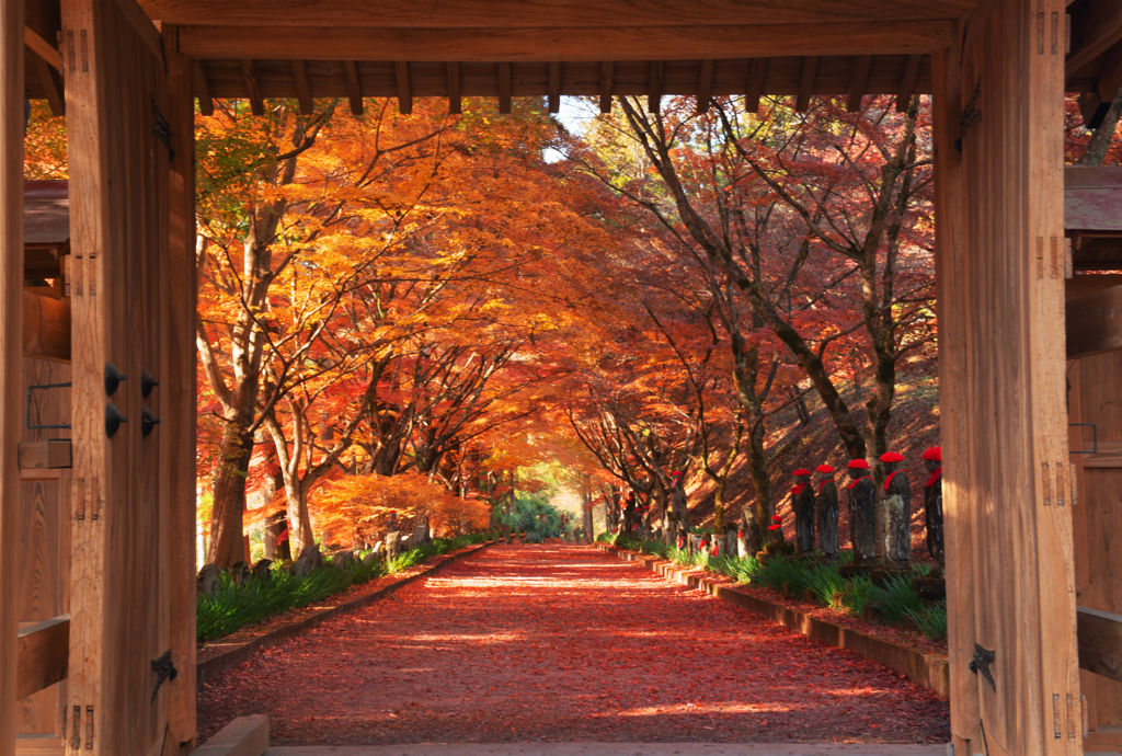 金蔵院紅葉Ⅱ