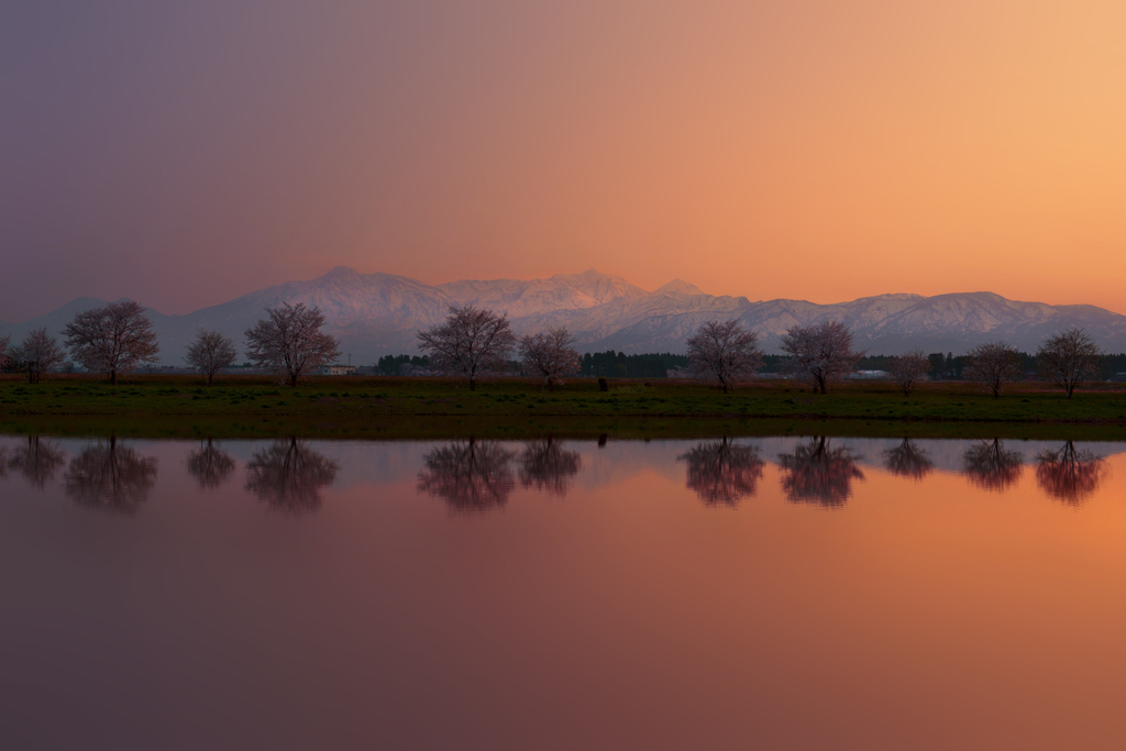桜並木の夕焼け