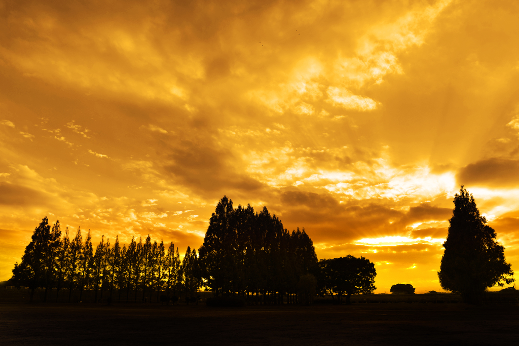 黄金夕景