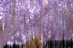 藤カーテン