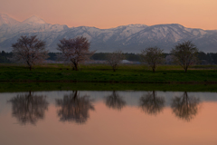 桜並木の夕焼けⅡ