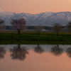 桜並木の夕焼けⅡ