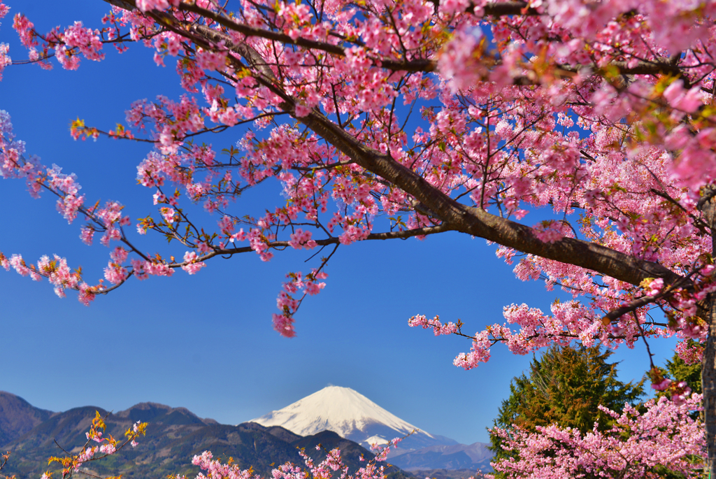 爽快富士桜