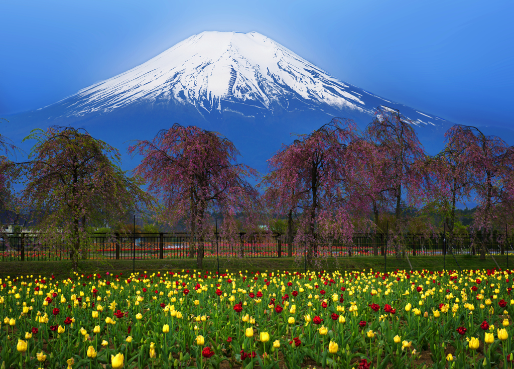 富士と桜とチューリップと