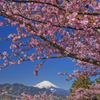 春彩河津桜と富士Ⅱ