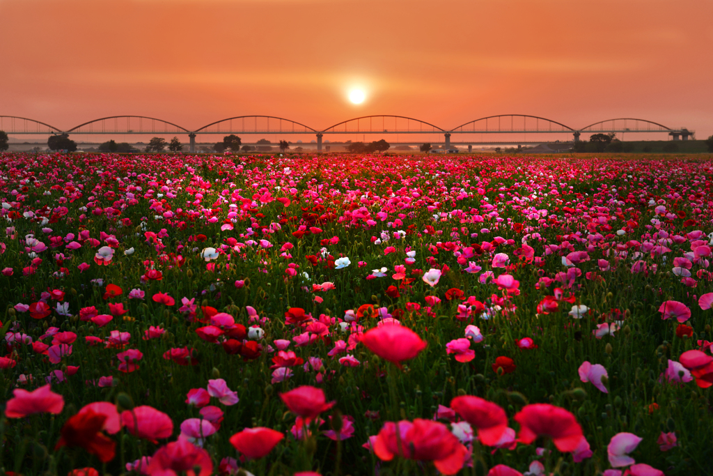 朧げな夕日とポピー