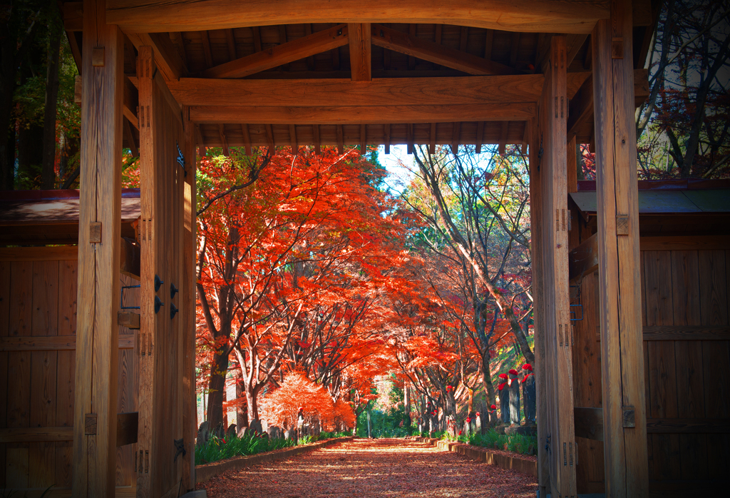 金蔵院紅葉Ⅱ