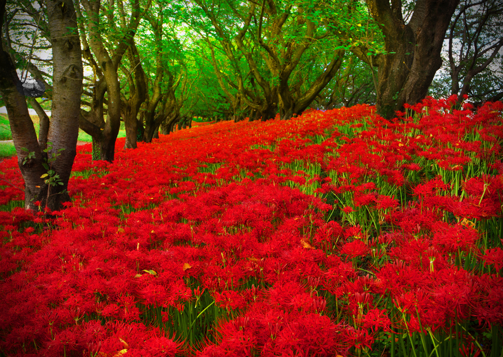 桜堤に咲く彼岸花