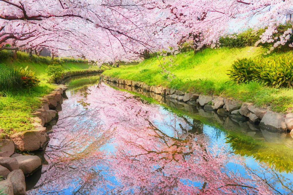 サクラリバー