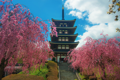 五重の塔しだれ桜