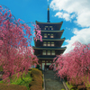 五重の塔しだれ桜