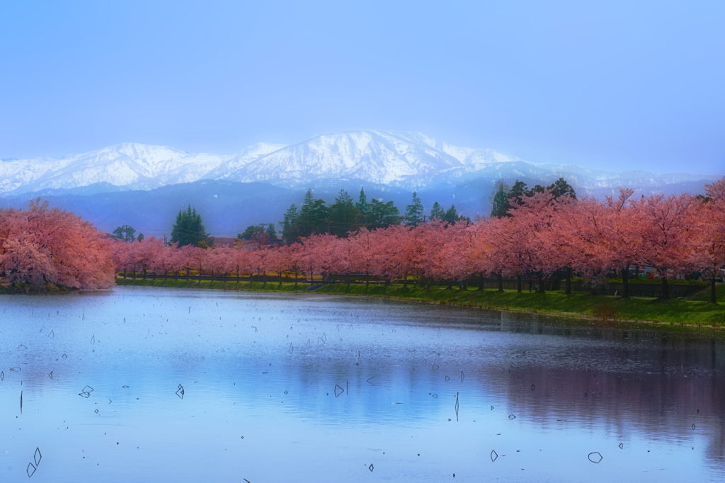 妙高連山桜並木