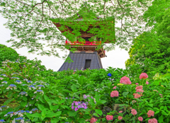 紫陽花寺