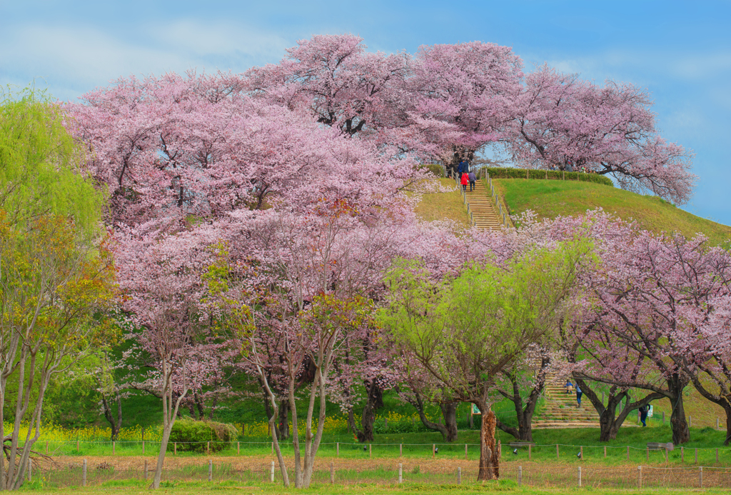 古墳桜２０２３