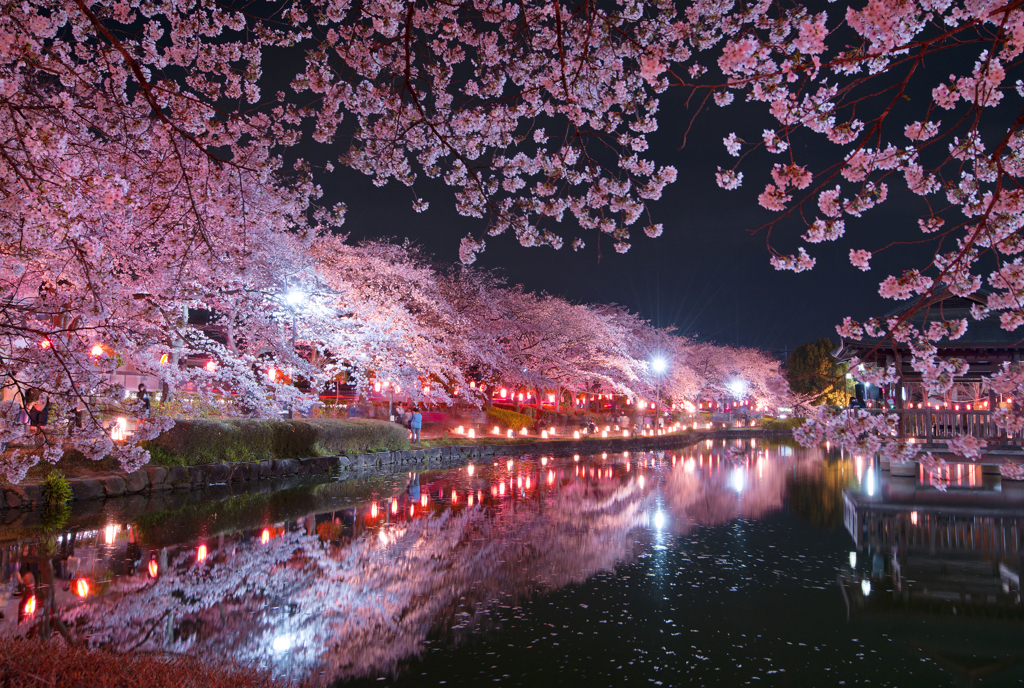 夜桜鏡