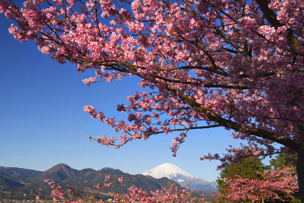 爽快な富士と河津桜Ⅱ