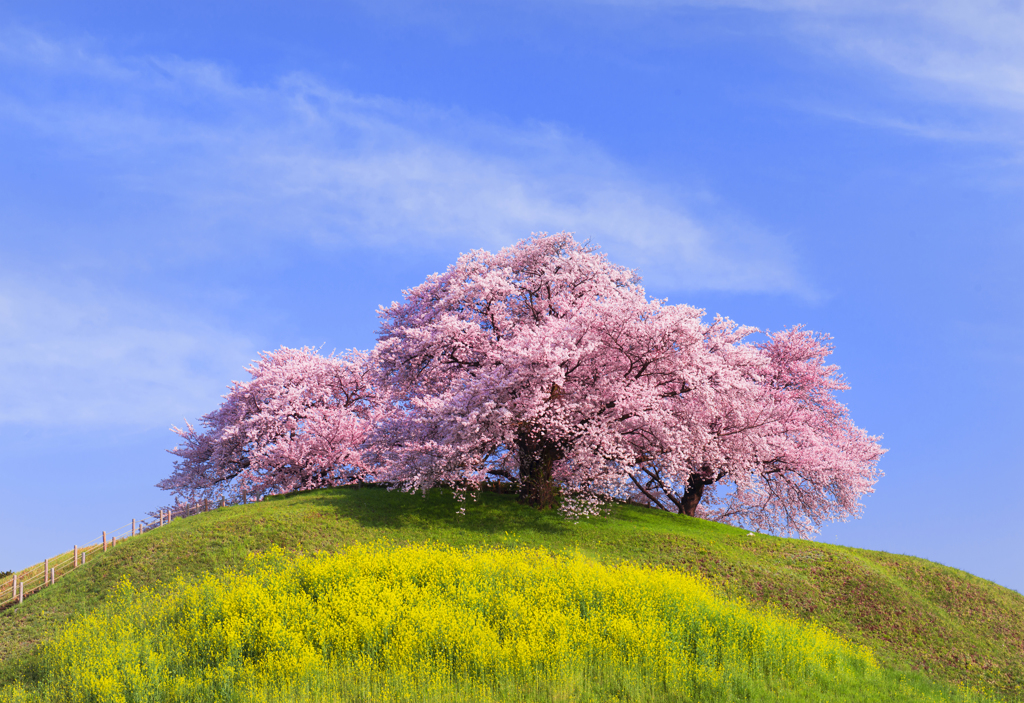 丘の上の桜（2016)